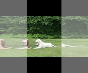 Father of the Dogo Argentino puppies born on 06/23/2025