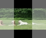 Small Photo #1 Dogo Argentino Puppy For Sale in BELGRADE, ME, USA