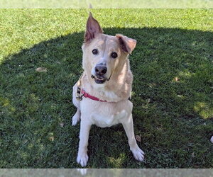 German Shepherd Dog-Unknown Mix Dogs for adoption in San Clemente, CA, USA
