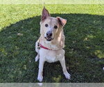 Small German Shepherd Dog Mix