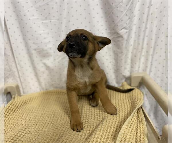 Medium Photo #1 German Shepherd Dog-Unknown Mix Puppy For Sale in Modesto, CA, USA