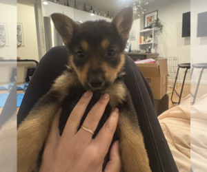 German Shepherd Dog-Unknown Mix Dogs for adoption in Brooklyn, NY, USA
