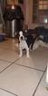 Small Photo #12 Boston Terrier Puppy For Sale in BRKN ARW, OK, USA