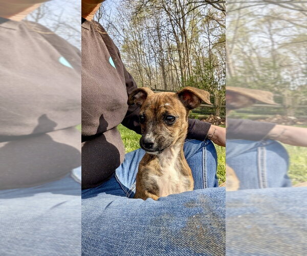 Medium Photo #2 Chihuahua-Unknown Mix Puppy For Sale in Mooresville, NC, USA