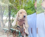 Small #1 Goldendoodle