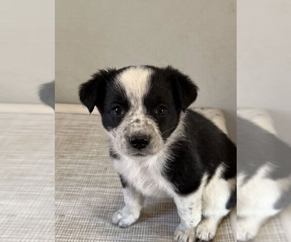 Medium Photo #2 Borador Puppy For Sale in Bolivar, MO, USA