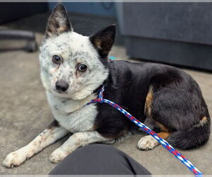 Unknown-Welsh Corgi Mix Dogs for adoption in Evansville, IN, USA
