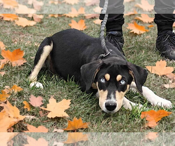 Medium Photo #8 Catahoula Leopard Dog-Unknown Mix Puppy For Sale in Talladega, AL, USA