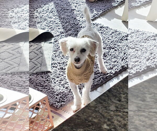 Medium Photo #10 Bichon Frise Puppy For Sale in St. Louis Park, MN, USA