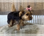 Small #3 Yorkshire Terrier
