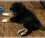 Small Photo #18 Australian Shepherd Puppy For Sale in MERCER, WI, USA