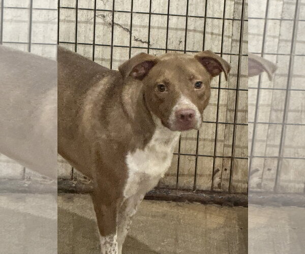 Medium Photo #4 American Staffordshire Terrier-Unknown Mix Puppy For Sale in Jackson, MS, USA