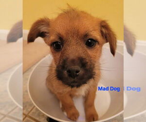 Cairn Terrier-Feist Terrier Mix Dogs for adoption in Aurora, IN, USA