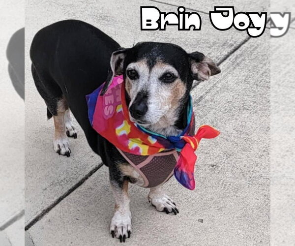 Medium Photo #15 Dachshund Puppy For Sale in San Antonio, TX, USA