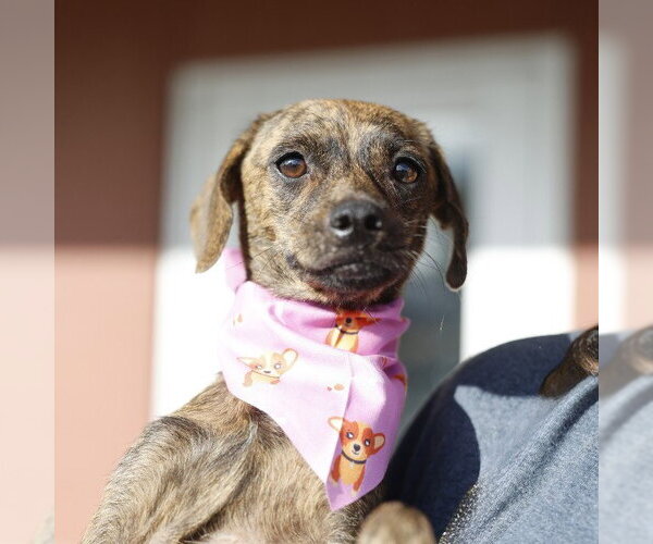 Medium Photo #1 Mutt Puppy For Sale in San Antonio, TX, USA