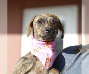 Mutt Dogs for adoption in San Antonio, TX, USA