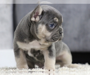 French Bulldog Puppy for sale in NEW YORK, NY, USA
