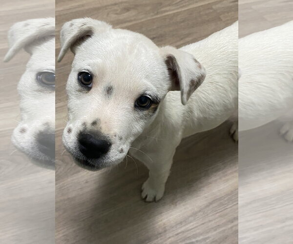 Medium Photo #4 American Pit Bull Terrier-Unknown Mix Puppy For Sale in Hillsboro, MO, USA