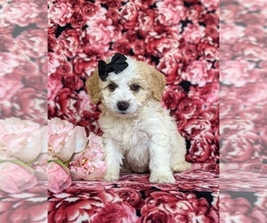 Miniature Bernedoodle Puppy for sale in OXFORD, PA, USA
