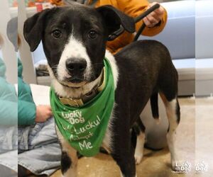 Borador Dogs for adoption in Washington, DC, USA