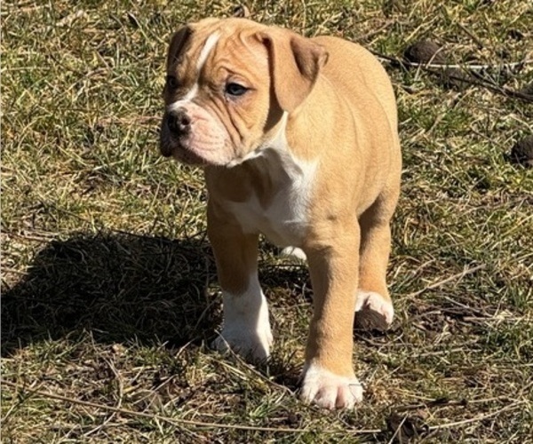 Medium Photo #1 Alapaha Blue Blood Bulldog Puppy For Sale in NEWVILLE, PA, USA