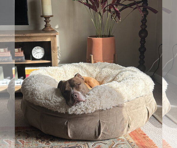 Medium Photo #7 Mutt Puppy For Sale in Fargo, ND, USA