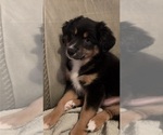 Small #2 Miniature American Shepherd
