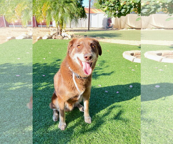 Medium Photo #1 Australian Shepherd Puppy For Sale in Marina Del Rey, CA, USA