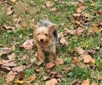 Small Photo #5 Yorkshire Terrier Puppy For Sale in MARIETTA, GA, USA