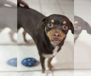 JUNIOR - Male Muggin Dog for Adoption - Photo #3