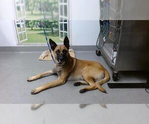 Arthur - Located in OK - Male German Shepherd Dog-Unknown Mix Dog for Adoption - Photo #2