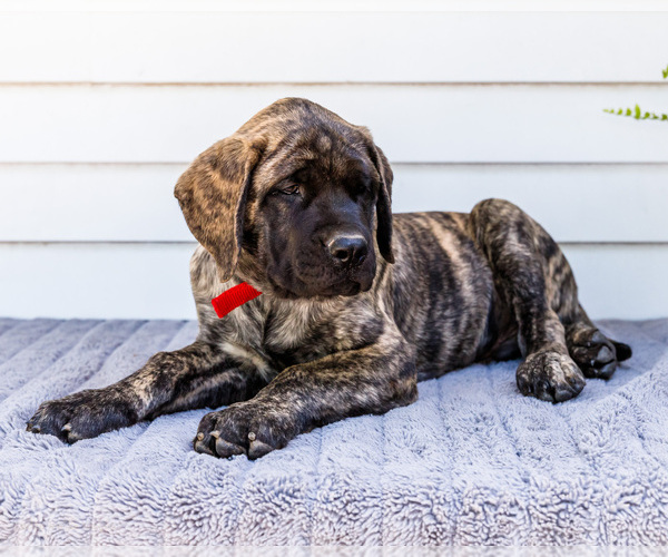Medium Photo #11 Mastiff Puppy For Sale in WAKARUSA, IN, USA