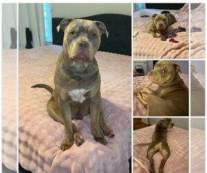 Mutt Dogs for adoption in Atlanta, GA, USA