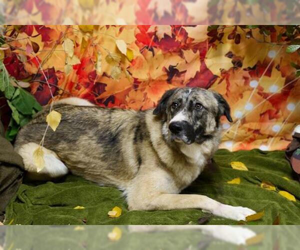 Medium Photo #1 German Shepherd Dog-Great Pyrenees Mix Puppy For Sale in Placerville, CA, USA