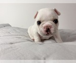 Small Photo #14 French Bulldog Puppy For Sale in STATEN ISLAND, NY, USA