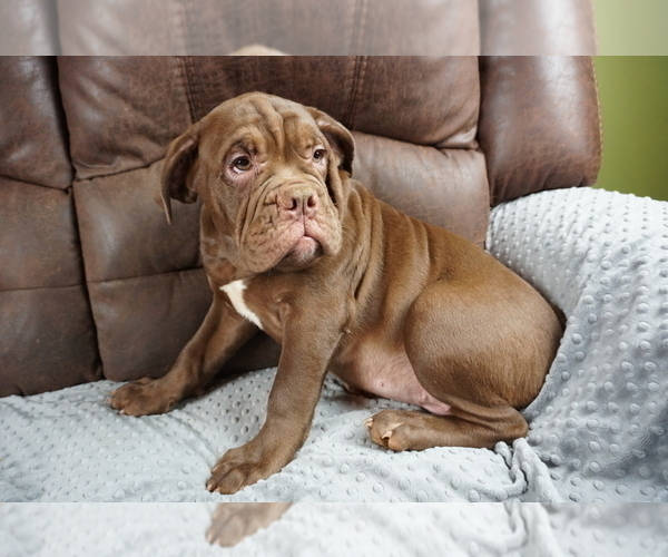 Medium Photo #7 Olde English Bulldogge Puppy For Sale in MURRAY, KY, USA