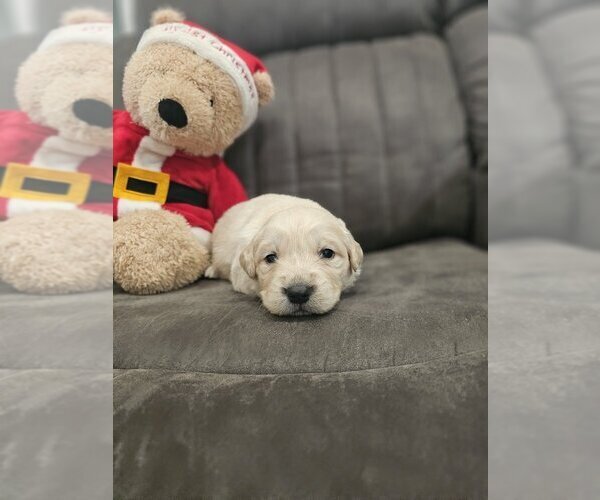 Medium Photo #15 Golden Retriever Puppy For Sale in SACRAMENTO, CA, USA
