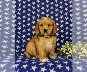 Golden Cavalier Puppy for sale in KIRKWOOD, PA, USA