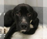 BACH - Male Mutt Dog for Adoption - Small photo