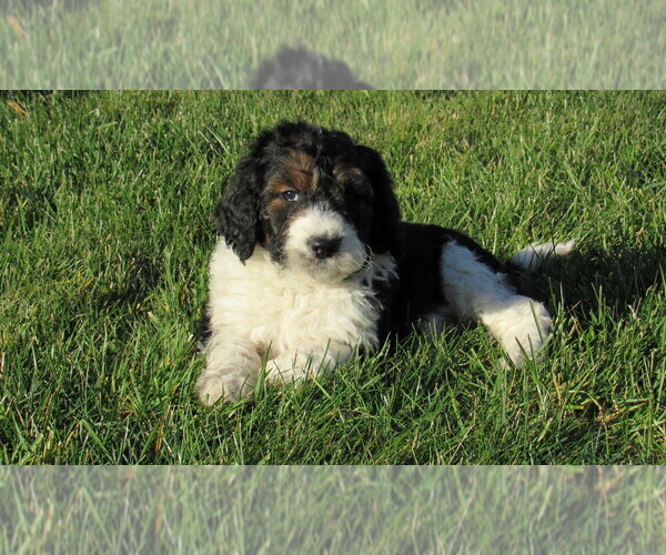 Medium Photo #6 Bernedoodle Puppy For Sale in BIG ROCK, IL, USA