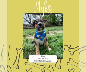Medium Mutt
