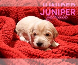 Goldendoodle (Miniature) Puppy for sale in NORTH LIBERTY, IN, USA