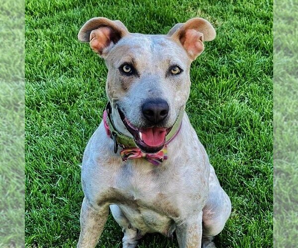 Medium Photo #4 American Staffordshire Terrier-Unknown Mix Puppy For Sale in San Juan Capistrano, CA, USA
