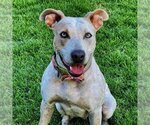 Small #3 American Staffordshire Terrier Mix
