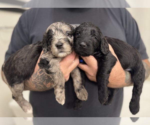 Medium Photo #1 Goldendoodle Puppy For Sale in TUCSON, AZ, USA