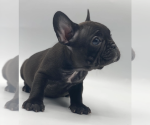 French Bulldog Puppy for sale in MIAMI BEACH, FL, USA