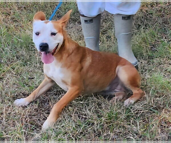 Medium Photo #7 Mutt Puppy For Sale in Wetumpka, AL, USA