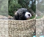 Small Photo #3 Bernedoodle Puppy For Sale in STEWARTSVILLE, NJ, USA