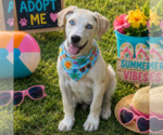 Small #4 Labrador Retriever