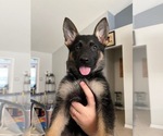 Small Photo #3 German Shepherd Dog Puppy For Sale in CAPE CORAL, FL, USA
